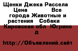 Щенки Джека Рассела › Цена ­ 10 000 - Все города Животные и растения » Собаки   . Кировская обл.,Югрино д.
